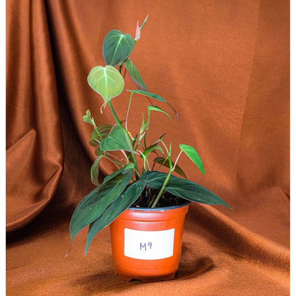 Philodendron Micans 4" US Seller Potted RARE Philo - Picture 2 of 2